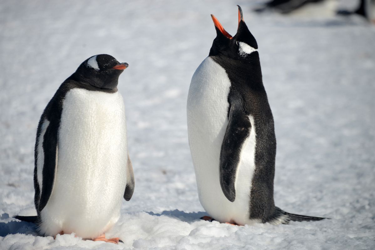 12C Two Gentoo Penguins Perform Their Mating Ritual On Aitcho Barrientos Island In South Shetland Islands On Quark Expeditions Antarctica Cruise